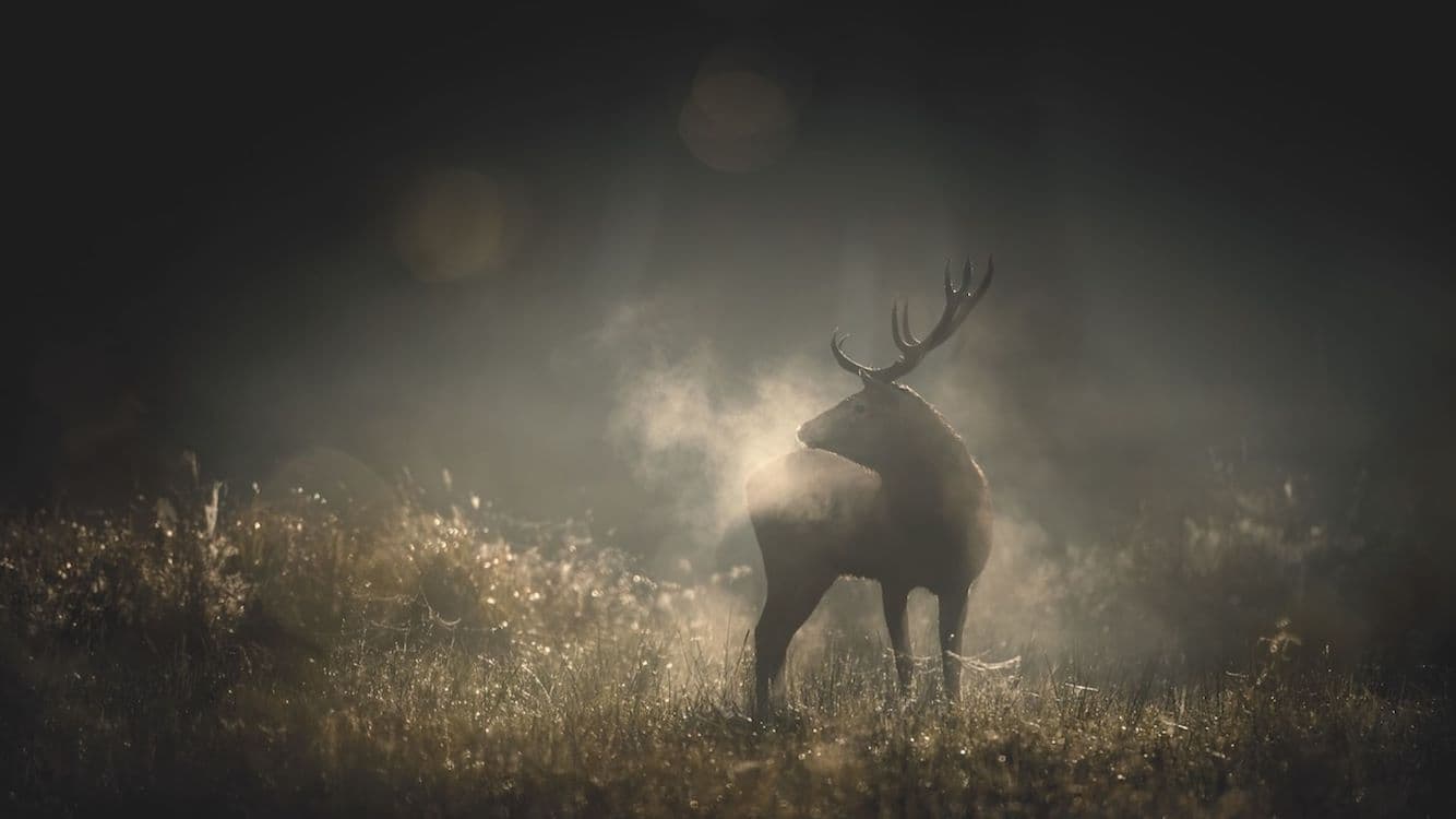 Still van de film Whisper in the Woods